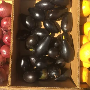 Avocados