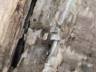 Kaweah General Store