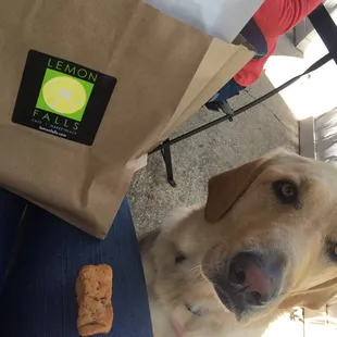 Homemade Dog