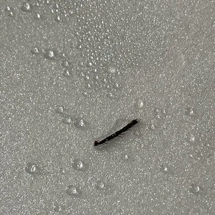 Roach leg