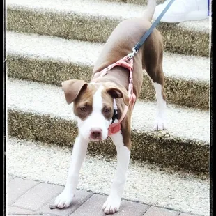 a brown and white dog on a leash