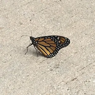 After you have a bite of their delicious chicken curry salad - an image of a butterfly might flash before you.  bon appetit!