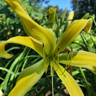 Yellow Angel