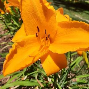 Sparking Orange!
