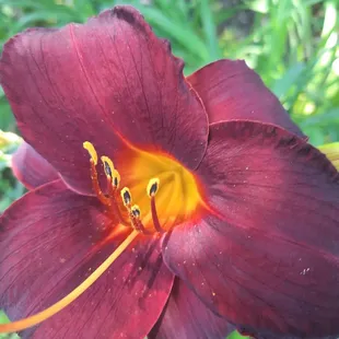 Olallie Flamenco