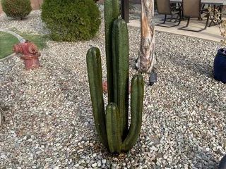Stone Cactus Waterfalls