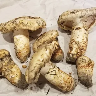 Pine matsutakes! They smell fresh from the forest!