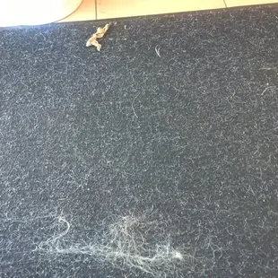 This was on the rug at the door. Hope it&apos;s not dog hair...