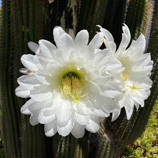 Juana M.