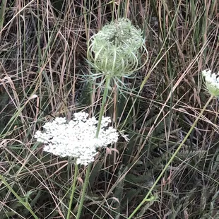 Blooming flowers in the meadow