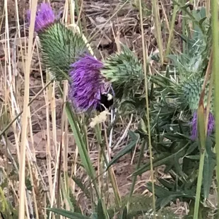Blooming flowers in the meadow