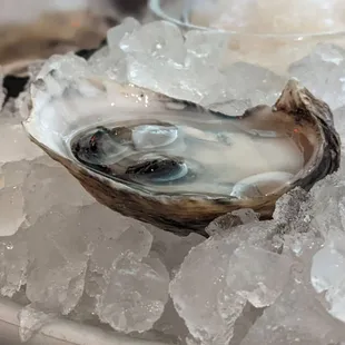 @endoedibles on Instagram 06/29/24 
 
 ice-cold oysters with pickled seaweed granita