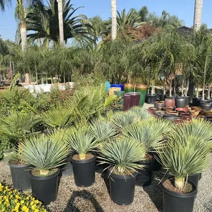 Yucca rostrata