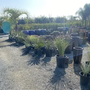 Yuccas