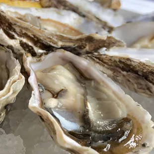 Raw Oysters