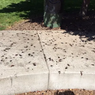 The ornamental plums produce far too much.