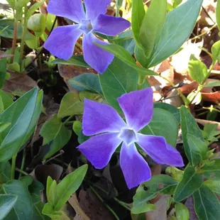 Pretty wildflowers everywhere