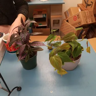 Purchasing some cool plants