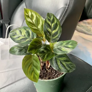 My little calethea makoyana!