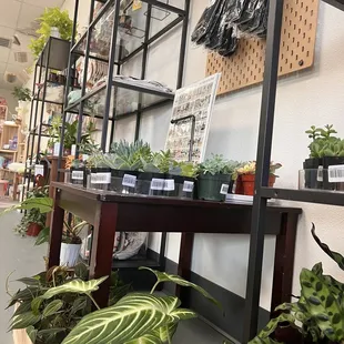 Plants and Succulents