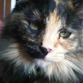 Cathleen W.