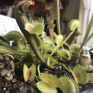 Matt's pet plant. Because why not? Audrey!?