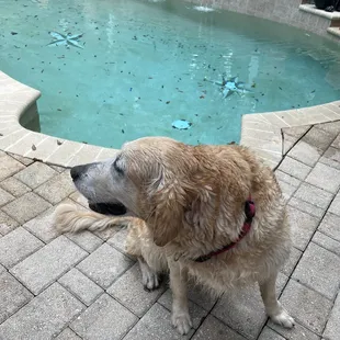 Julia, the sweet Golden Retriever. She put on a great &quot;dog show&quot; definitely don&apos;t miss it!