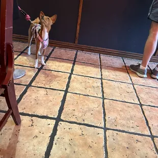 a dog on a leash