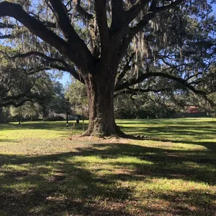 One of the many beautiful locations in New Orleans to have a marriage ceremony.