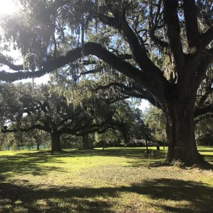 Beautiful spaces for a ceremony in Audubon Park