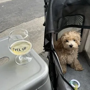 Place is pet-friendly, you can bring your furry friends along for the fun!