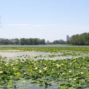 Lilly pads on the lake, looking towards downtown