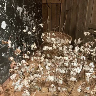 The museum starts with cotton like this growing in fields
