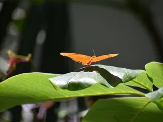 Texas Discovery Gardens