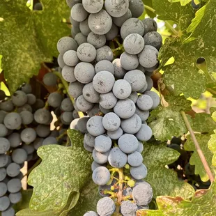 a bunch of grapes on the vine