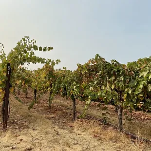 So close to the vineyards