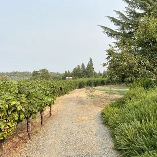 The path near the vineyards
