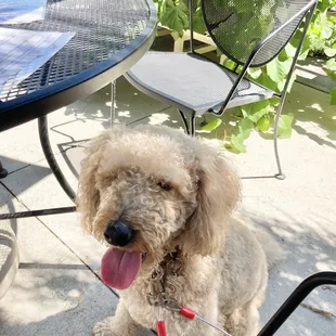 Dog friendly patio!
