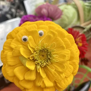  yellow flower with googly eyes