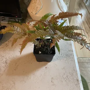 Today&apos;s score, Laura got a fern!