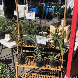 Tara&apos;s plants