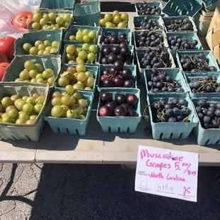 Muscodine grapes