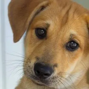 Lexington Humane Society