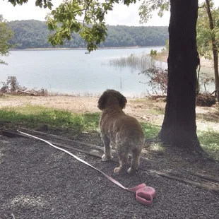My Lady on her first trip to the lake. Thanks Lexington Humane Society for allowing me to ADOPT LOVE