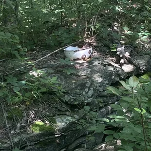 Random rusted metal bowl along Indigo Trail.