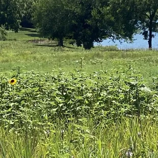A lone sunflower in a field