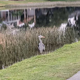 Great Blue Heron, I think.