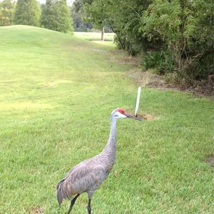 Wild life love our course