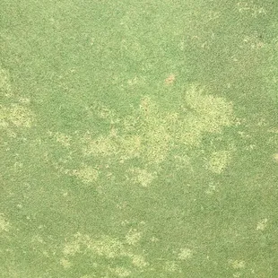 Lucky to find some grass