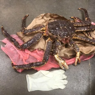 Large sized glove for size comparison.  8-lb King Crab